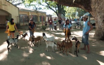 Goat raising to boost 4Ps members’ livelihood