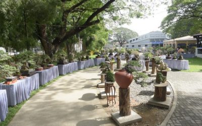 National Bonsai Exhibition reels off in Binalonan